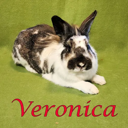 Veronica
