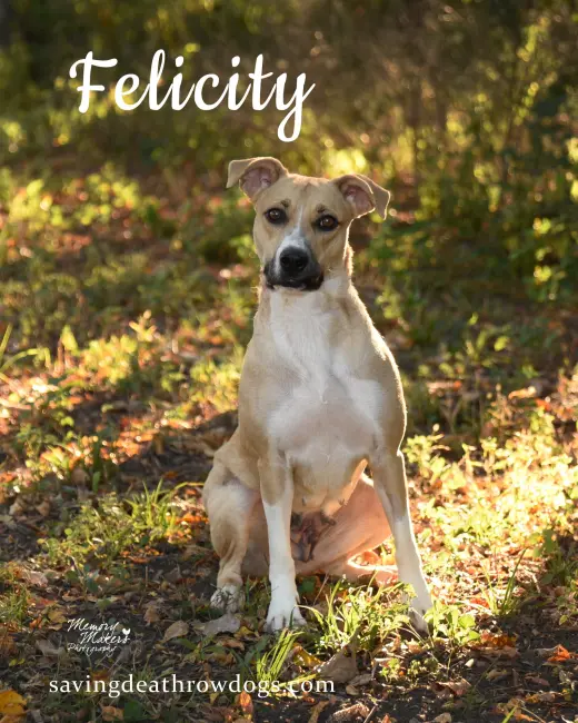 Felicity