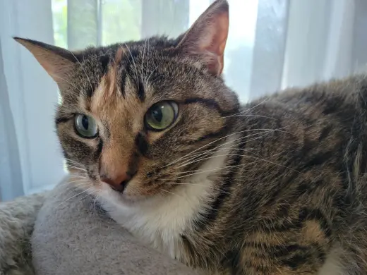 Zena
