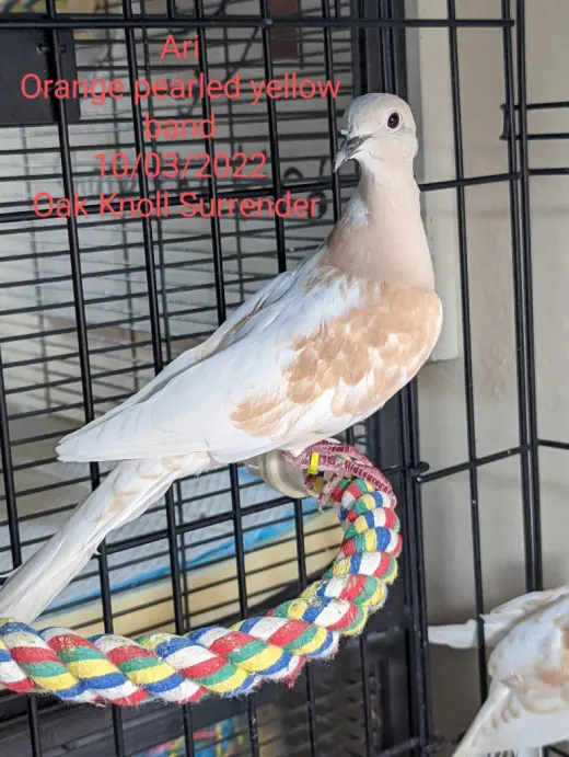 Ari