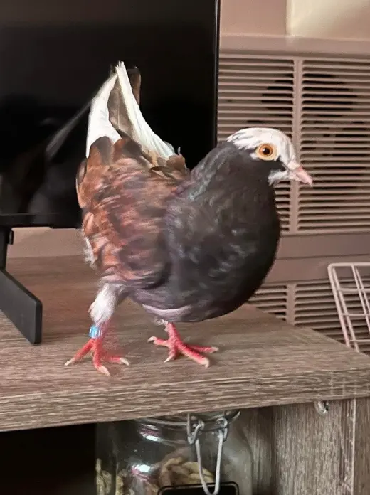 Nutmeg