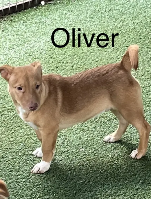 Oliver
