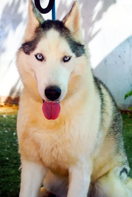 Lobo -