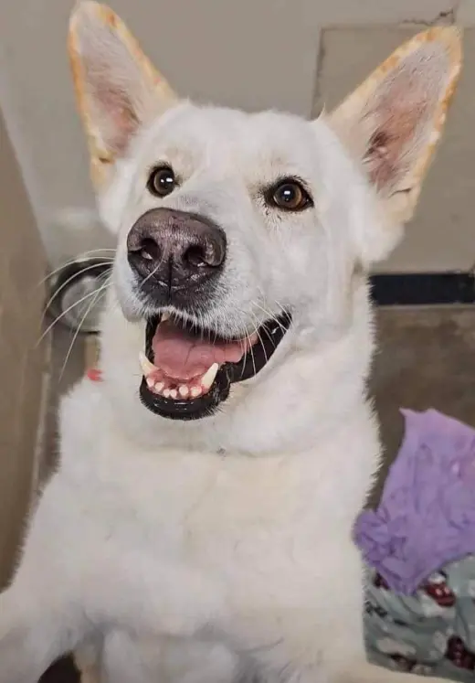 Toby GSD