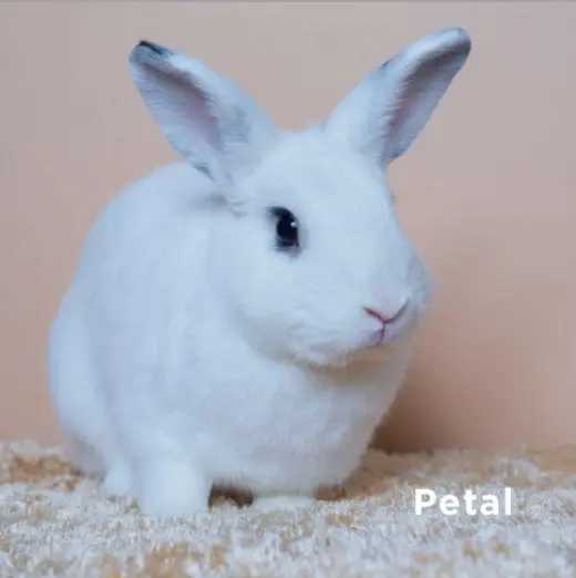 Petal