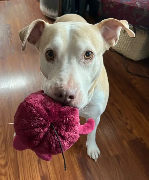 Gracie