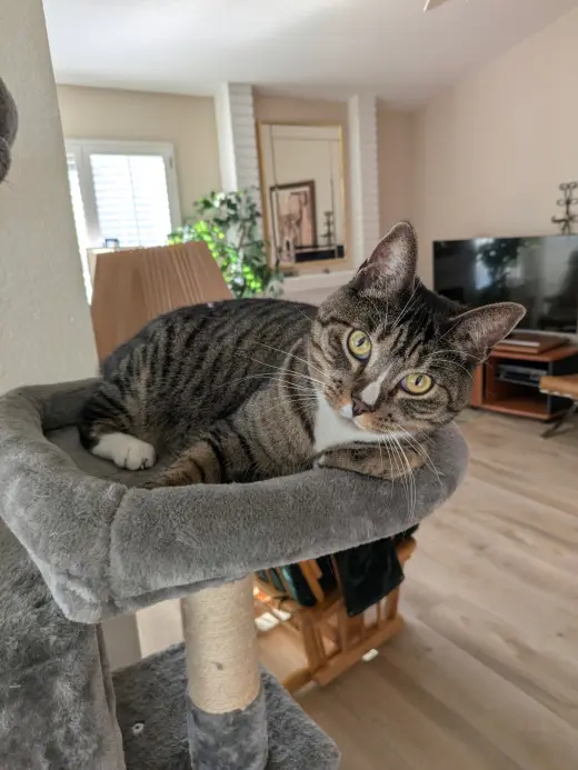Josie