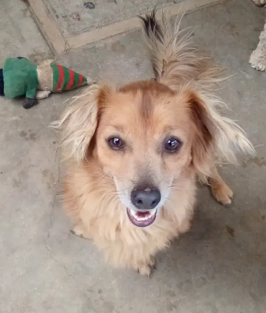 Arlo- see Buddy for pure red male doxie