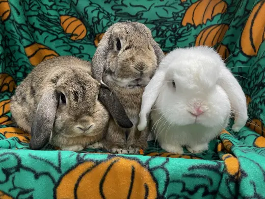 Abbot , Lola and Larry