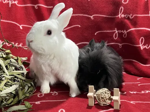 Snowflake and Roger