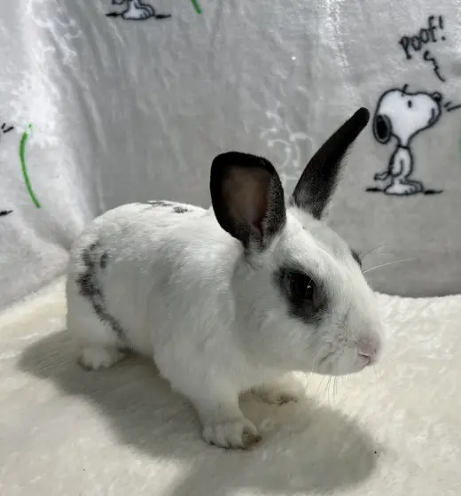 Elliot