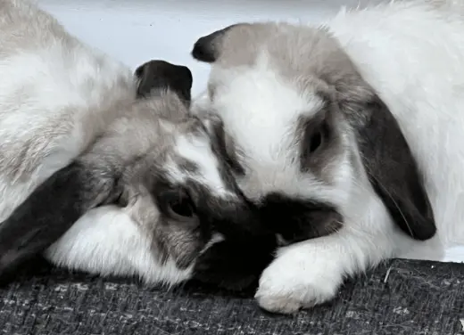 Roxanne and Theo