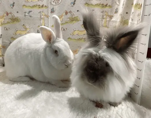 Harvey and Hobert