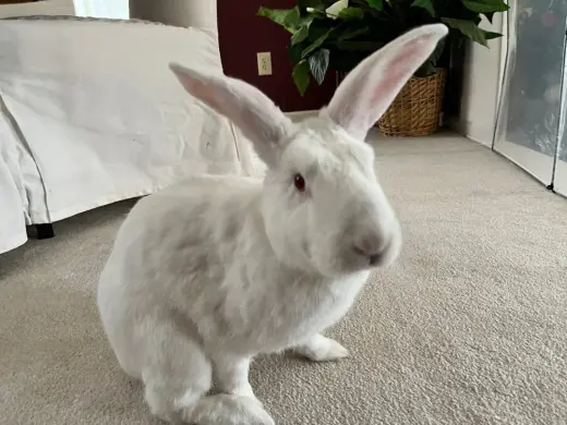 Olaf