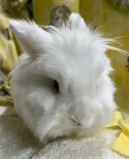 Duncan