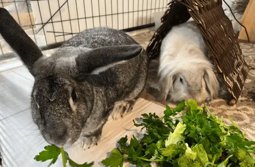 Odin and Khaleesi