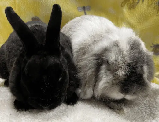 Shadow and Storm