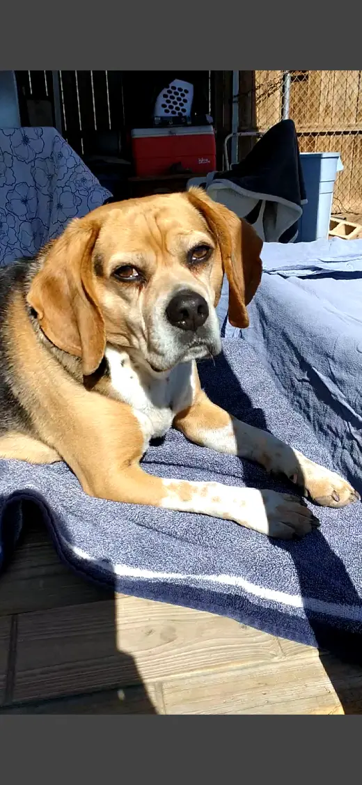 Louie-He's got a sponsor!