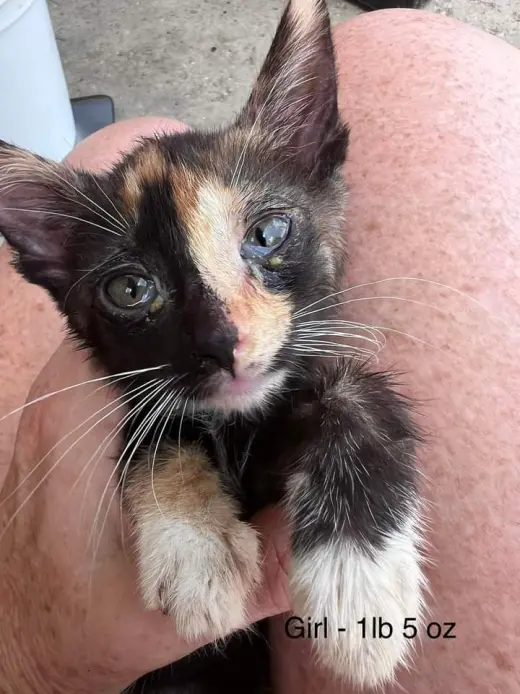 FOSTERS NEEDED FOR KITTENS!