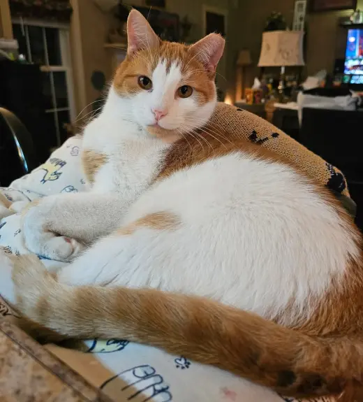 Ernie