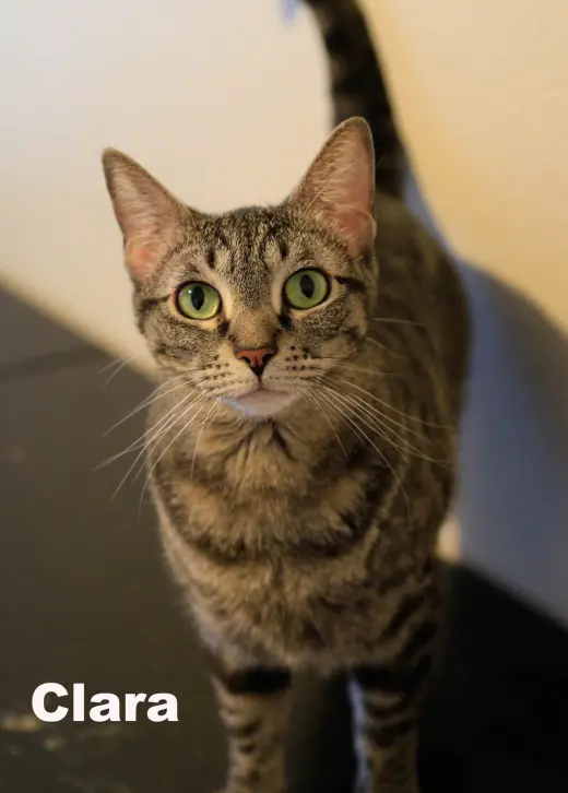 Clara (NapaHM)