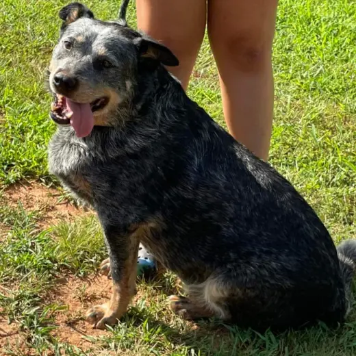Hale (Old Man): Sponsored: Not at shelter (Stacey)