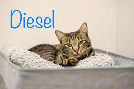 Diesel