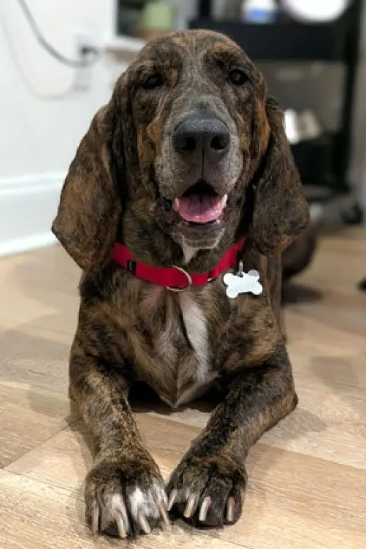 TIGER aka REESE - ADOPTION PENDING!