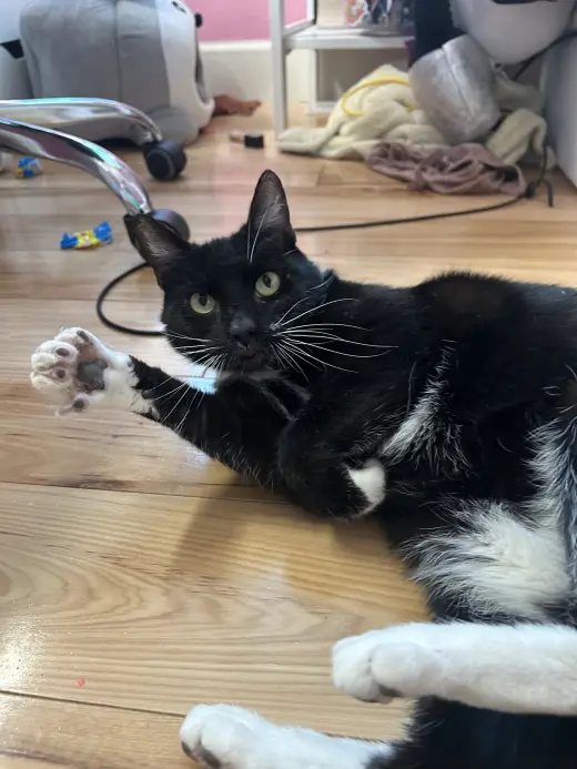 Whiskers (Napa Christina)