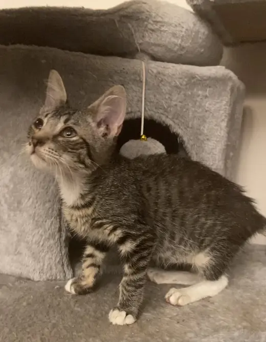 Remy