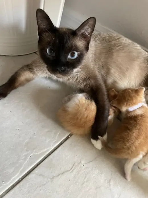 Mommy