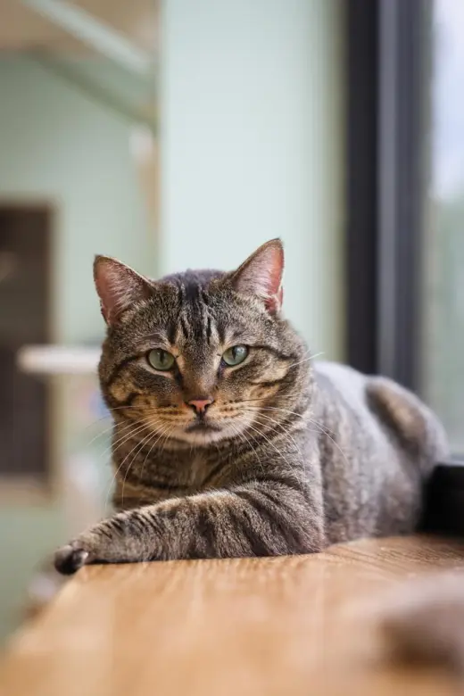 Ham
