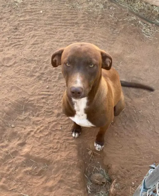 Bruno