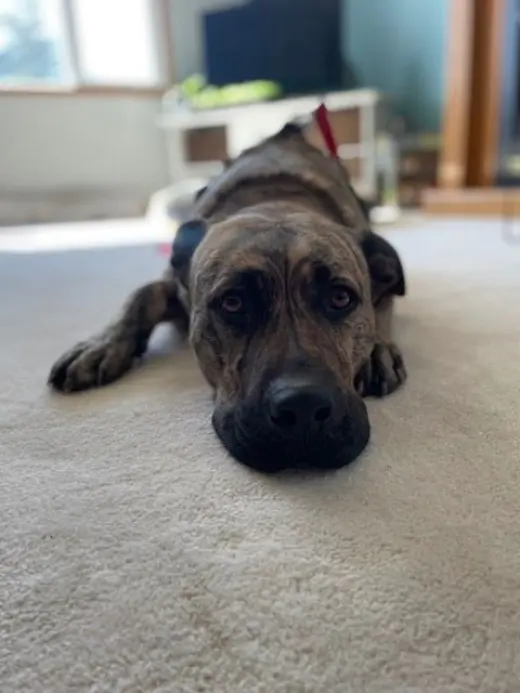 Ryder