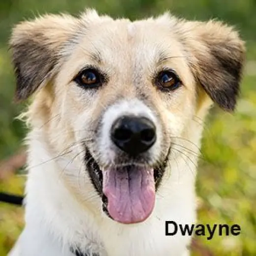 Dwayne