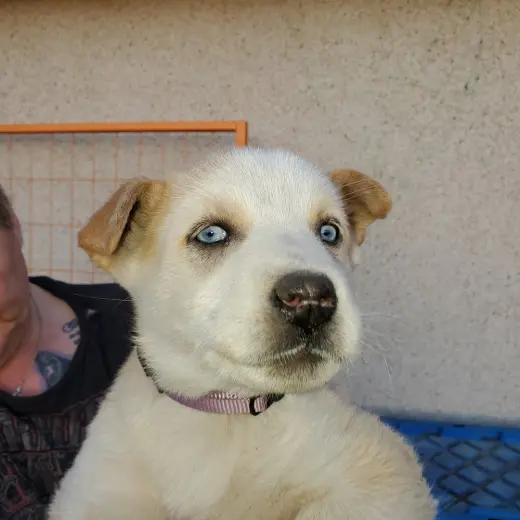 Aurora (Pup 5 PURPLE)