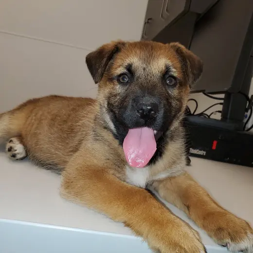 Charlotte (Pup 3 PINK)
