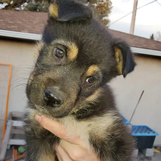 Kingston (Pup 6 LIME GREEN)