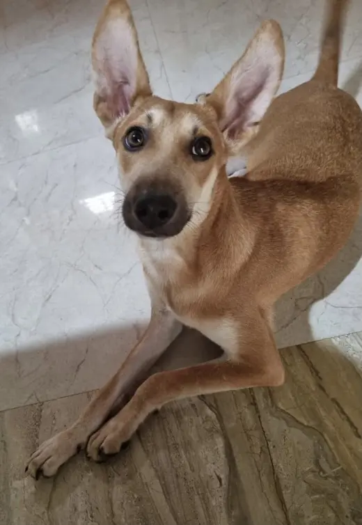 Brownie
