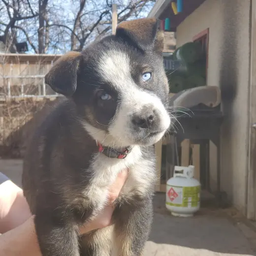 Nova (Pup 4 RED)