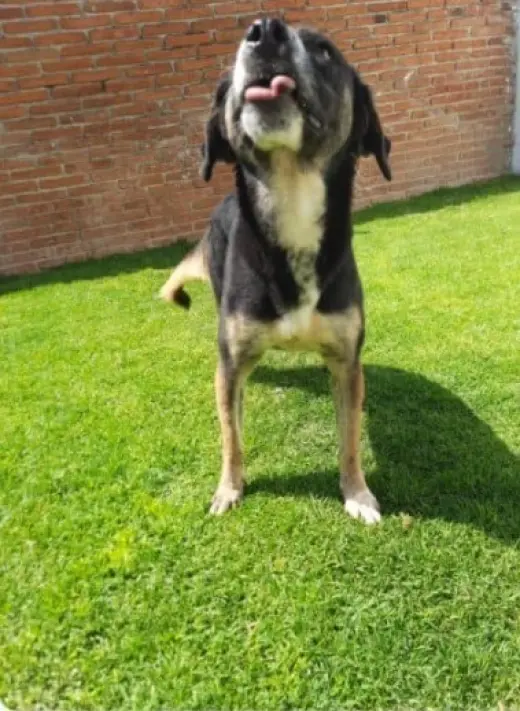 Pepa