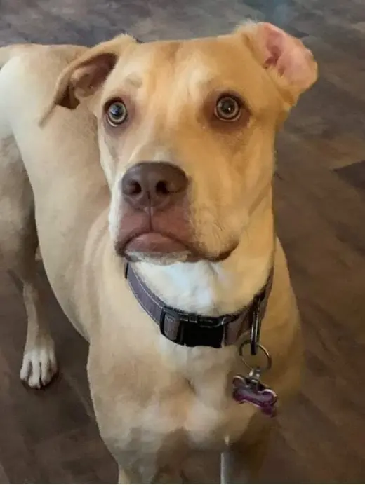 Penny (Paula)