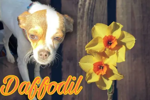 Daffodil