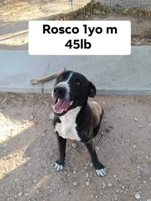 Rosco