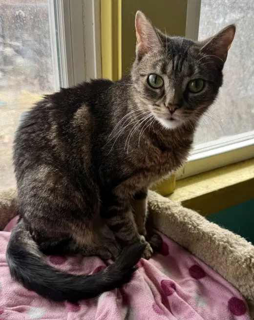 Bellini aka Belle