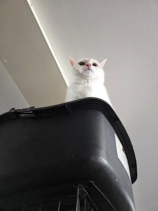 Nala