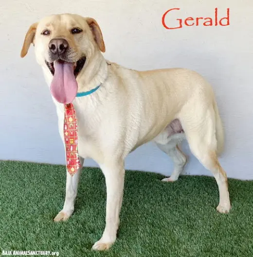 Gerald