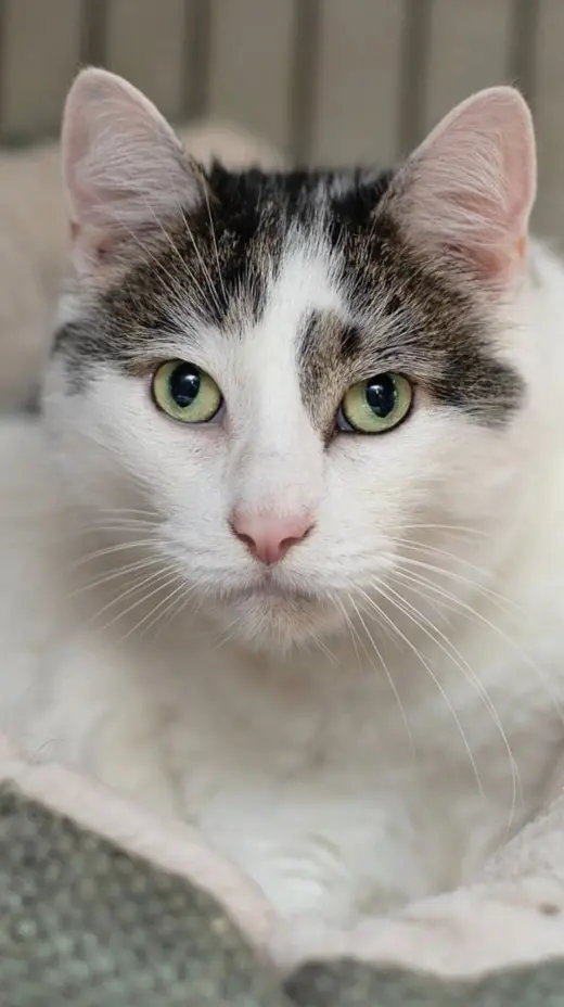 Kittles