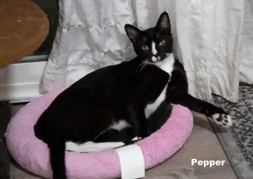 Pepper (Napa HM)