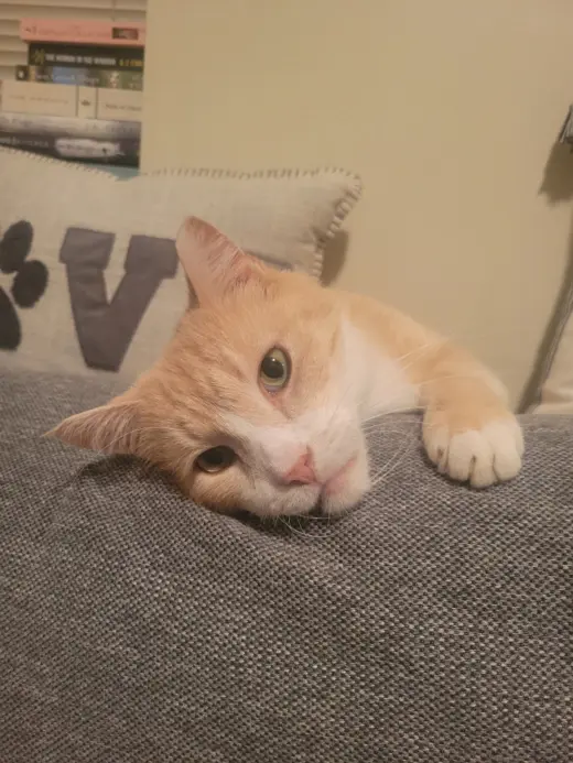 Clyde